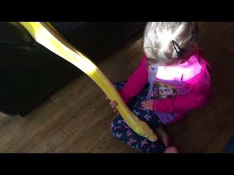 4 year old laughing with 12ft Reticulated Python
