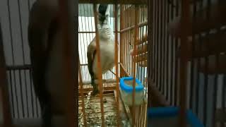 Cak Timtimtimorkoak Kikok Gacordor Siang Malam Ful Isian Cocok Jadi Masteran Cak Timor Malas Bunyi