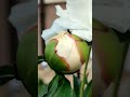 1 юни 2026 г.Бял Божур, Paeonia, декоративни сортове