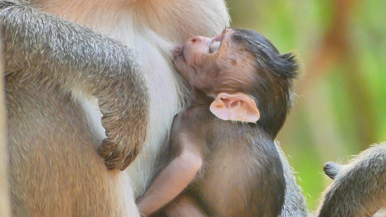 Adoranle Bessie trying nurse sweet milk mommy until sleep well. LovelyBessie