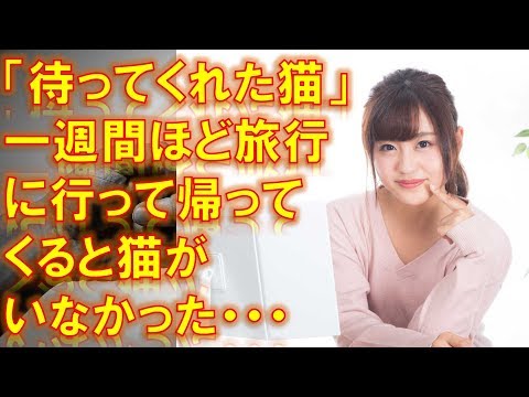 【感動する話泣ける話】 実話「待ってくれた猫」一週間ほど旅行に行って帰ってくると猫がいなかった。