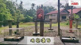 乐活频道布先人的养鸟文化 贯穿半世纪成地方特色