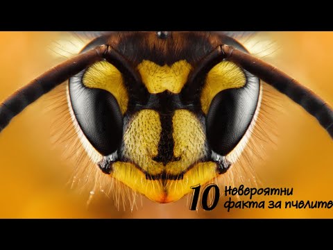 10 невероятни факта