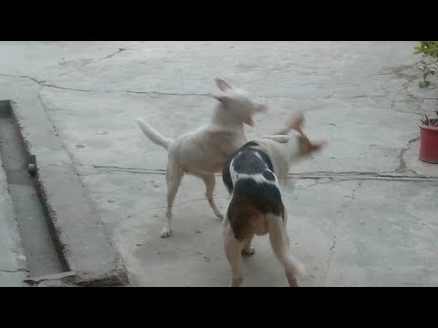 2024 Unbelievable Animals Videos Caught On Street Camera 🐕🤣 AMAZING