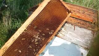 Checking The Hive, Are They Still Bringing In Nectar?