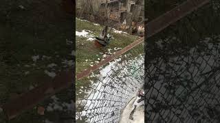 Download Lagu #music #automobile #halloween #amuzant #phonk #phonkmusic #remix #dog #song #acel  #păun MP3