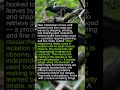 New Caledonian Crows Make Hooked Tools They Have Never Been Taught to Make #shorts