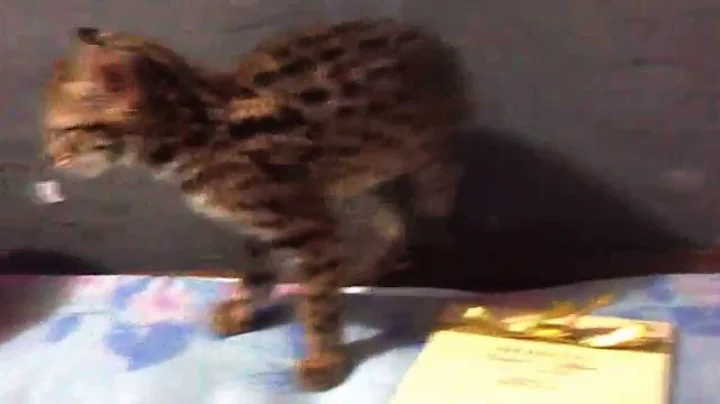 Video 11649171: asian leopard cat