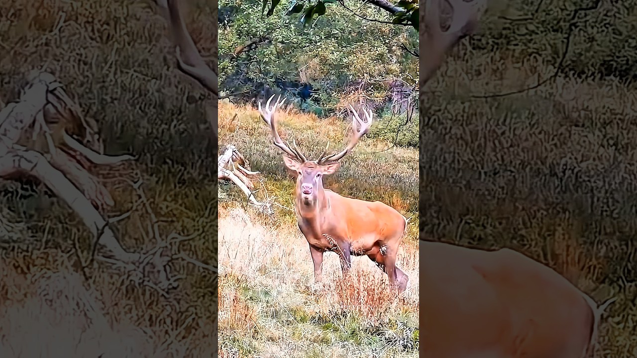 Идеальный выстрел по дикому оленю 🎯#охота #олень #охотанаоленя #охотник
