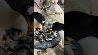 Kenapa Penguin Suka Ngira Manusia Itu Penguin Juga?