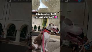 Like & subscribe if you love your dog!  | American Bully | Staffordshire Terrier | Pitbull Mix