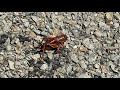 Mormon crickets create slick conditions for Idaho, Oregon drivers