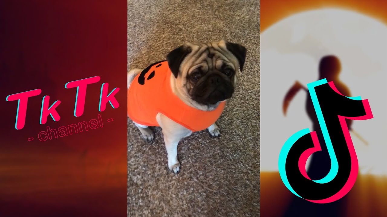Thumbnail for the country song Scary Halloween TikTok Compilation 👻🧛‍♂️ [40+ videos]
