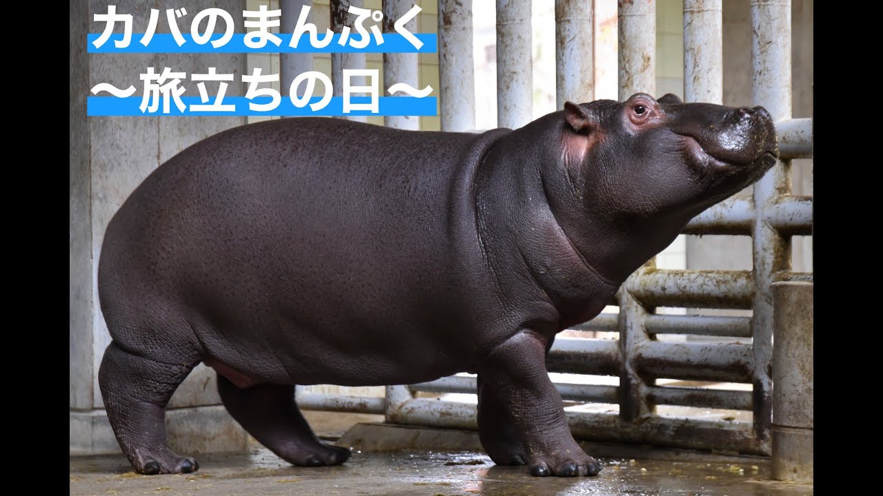 一緒にとべZOO「カバのまんぷく～旅立ちの日～」 - YouTube