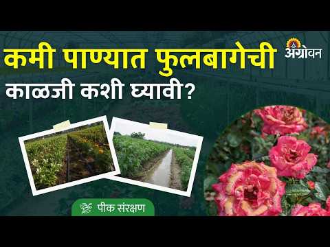 Water Stress in Flower Crops: पाऊस कमी असल्यास फुलबाग कशी वाचवावी? | Agrowon