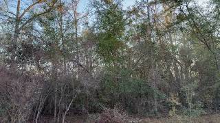 Florida hunting lease now available on HLRBO!