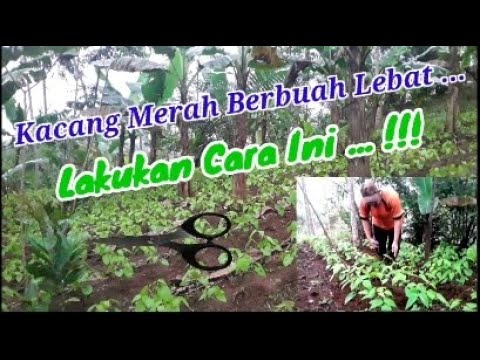 Buah Kacang Merah