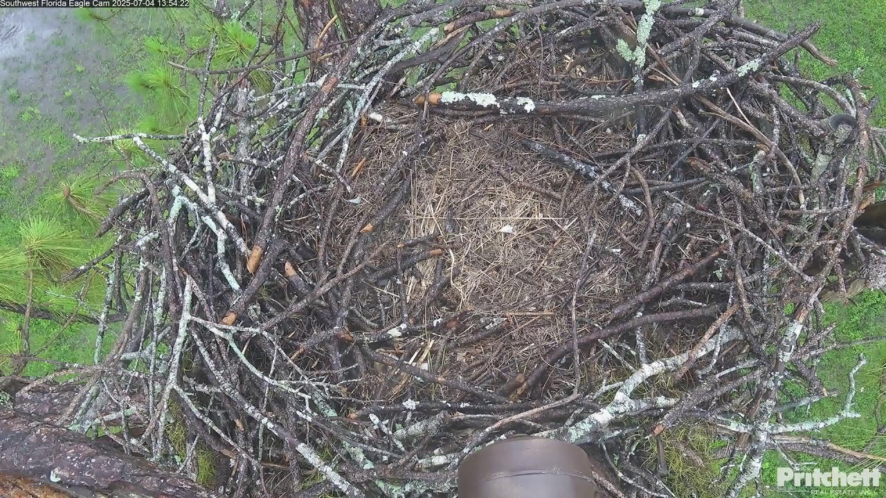 Southwest Florida Eagle Cam