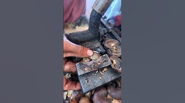 Tách Hạt Điều .#mietvuonland #nhàvườn #hạtđiều