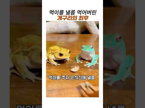 먹이를 낼름 먹어버린 개구리의 최후#청개구리 #화이트트리프록 #양서류 #희귀반려동물 #개구리키우기#웃긴동물 thumbnail