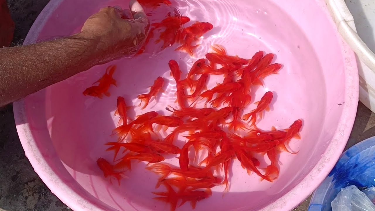 Aquarium Fish Beautiful Colour Fish Market Kolkata (SHYAM BAZAR
