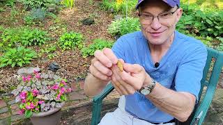 Dissecting a Honey Bee Queen Cell by Thornapple Woodlands 57 views 11 months ago 5 minutes, 6 seconds