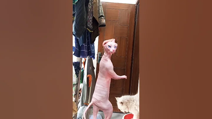 Video 11421571: sphynx kitten cute cat, sphynx cat cute dance, cat dance funny sphynx, sphynx cat showing, adorable sphynx cat