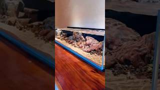 Natural Stream Biome, Stream Biotope Masterclass From Wild to Aquarium, aquarium youtube channel