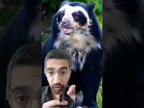 عجائب دب وضبع في كائن واحد مذهل للغاية