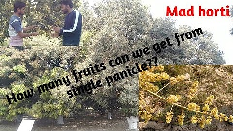 Mango🥭#Cultivation aspects🌲#ICAR-JRF/SRF#Mad horti