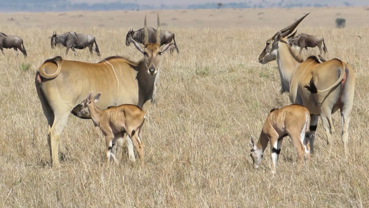 Kenya's "Babies" YouTube