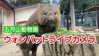 五月山動物園 ウォンバットライブカメラ ～世界で唯一のウォンバットの