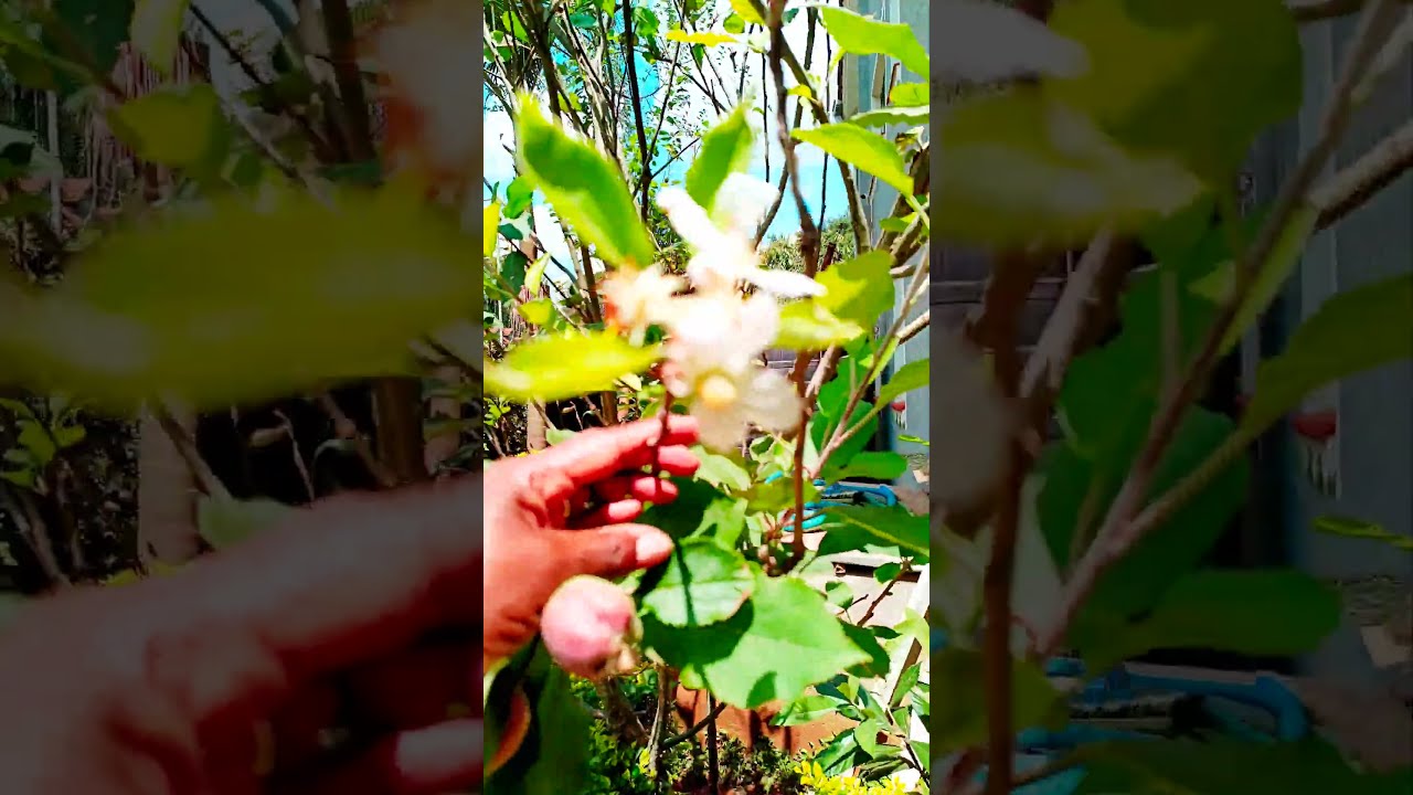 Growing Apples at Home | How to Grow Apple Tree