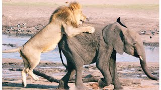 Can elephant kill lion | 10 Horrific Moments When Deadly Horns CrushPredators | Wild Animal