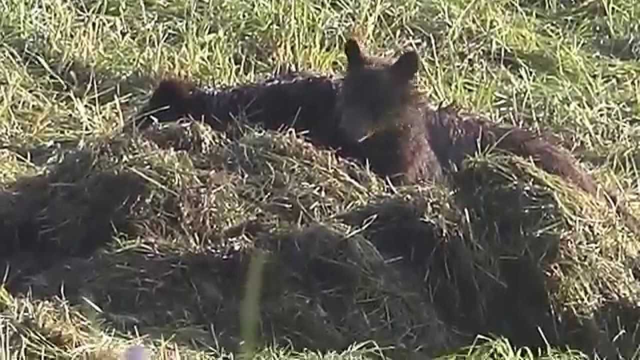 sony xperia xa1 ultra Grizzly bear cub close-up (early morning) - Yellowstone