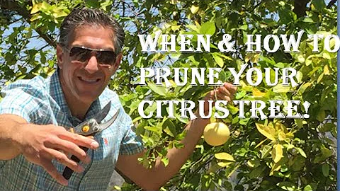 When & How To PRUNE YOUR CITRUS TREE! Cocktail, Eureka, Meyer, OroBlanco, Bearss