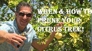 When & How To PRUNE YOUR CITRUS TREE! Cocktail, Eureka, Meyer, OroBlanco, Bearss