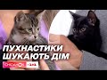 🐱❤️ Не пропустіть своє пухнасте щастя: котики Фродо і Брандон шукають родину