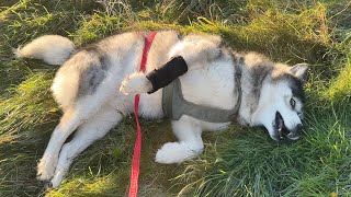 Husky Key Slipping & Sliding In The Frosty Grass!
