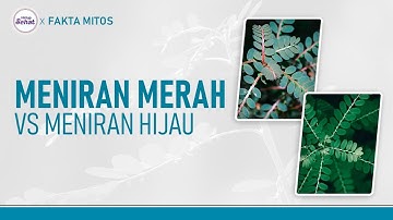 Daun Meniran Merah dan Hijau, Ini Perbedaan Manfaatnya | Hidup Sehat tvOne