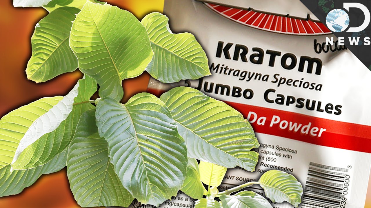 The dangers and potential of 'natural' opioid kratom