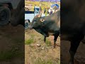 Dat tnga bull animal cow masi masi horn khasi equestrian nongstoin nurseday