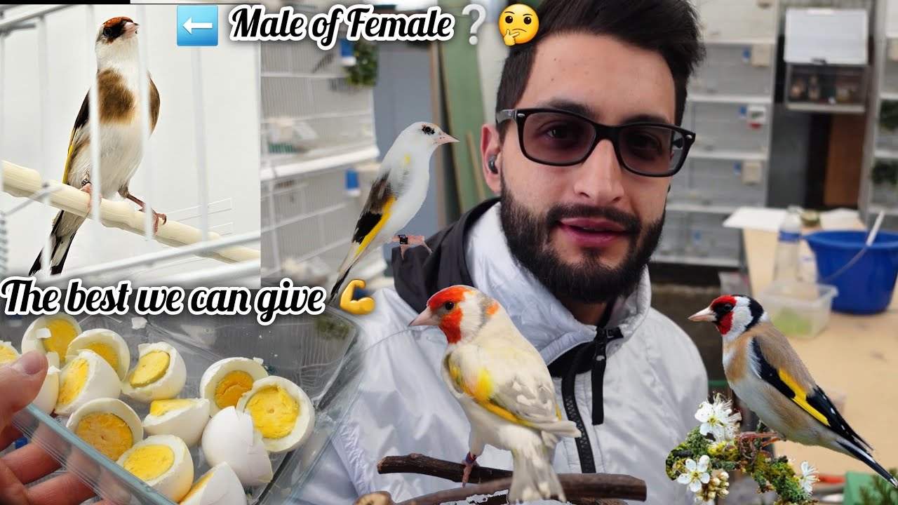 Лучший протеиновый укол 💪 + Получение ДНК 🧬 + Обновление наших пар 🪺🦅🕊️