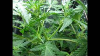 Big Devil autoflower marihuana grow in a box -report-22-12-09.wmv