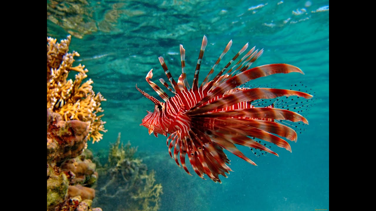 Морские обитатели Бора Бора и Муреа. Marine life Bora Bora and Moorea.