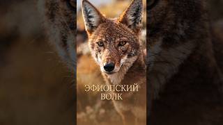 Эфиопский волк секреты выживания на высоте 3000 #дикаяприрода #животные #шортс #природа #факты