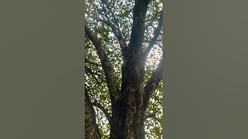 Big tree || JUST AAO 😍||#shorts#tree#status#trees#