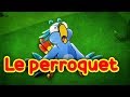 Le perroquet  les oiseaux du paradis bb