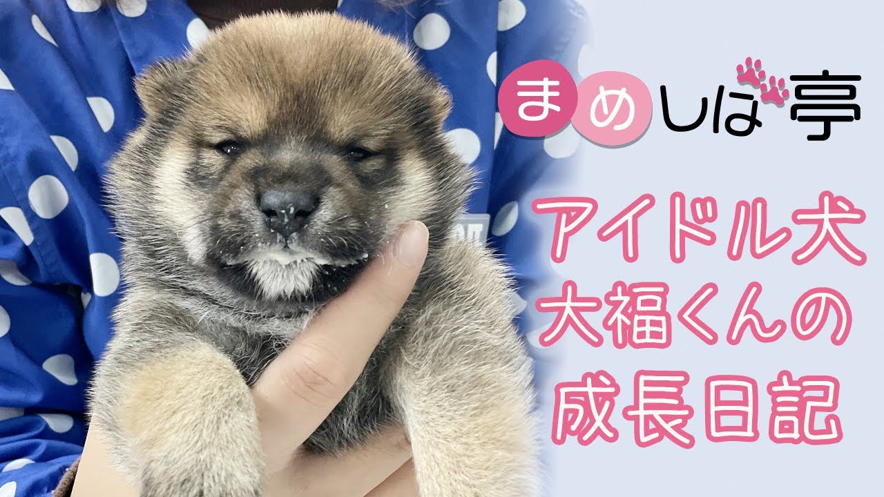 豆柴子犬 まめしば亭のアイドル犬 大福くんの成長日記 毎日ハッピーなまめしばおチビたちのブログ Vlog Youtube