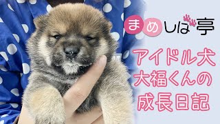 豆柴子犬 まめしば亭のアイドル犬 大福くんの成長日記 毎日ハッピーなまめしばおチビたちのブログ Vlog Youtube